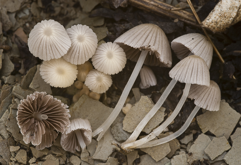 Coprinellus disseminatus